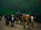 Gov. Soludo Bans Nomadic Cattle Herding in Anambra