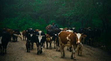 Gov. Soludo Bans Nomadic Cattle Herding in Anambra