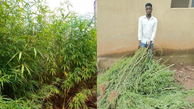 Cannabis Farmer Caught and Arrested In Abuja(Photos)