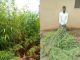 Cannabis Farmer Caught and Arrested In Abuja(Photos)