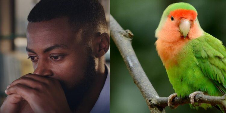 Nigerian Reportedly Deported For Killing A Parrot 1-month After Relocating To Canada