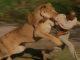 Accra Man Jumped Into Zoo And Was Mauled By Lions