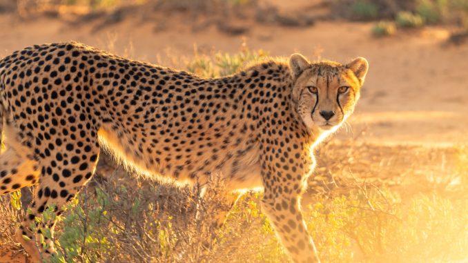 On Birthday, Indian PM Releases Cheetahs From Africa(Video)