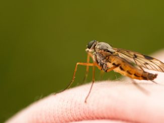 New Study Explains Why Some People Attract Mosquitoes More Than Others