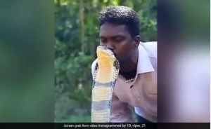 Watch Viral Video Of Terrifying Moment Man Kissed King Cobra's Head