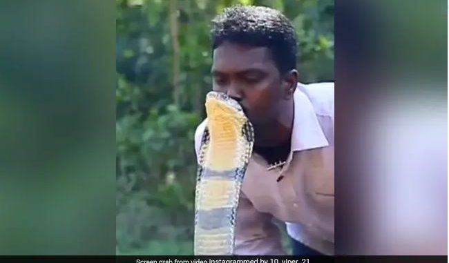Watch Viral Video Of Terrifying Moment Man Kissed King Cobra's Head
