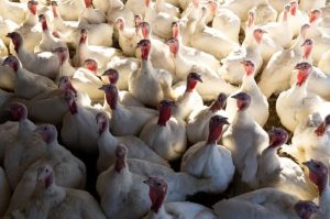 US Experiences The Worst Deadly Bird Flu Outbreak In History
