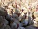 US Experiences The Worst Deadly Bird Flu Outbreak In History