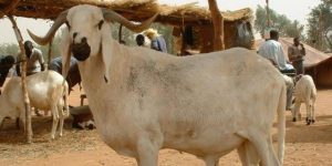 Nigerian Police Arrest, Detain Sheep For ‘Stealing’ In Borno State