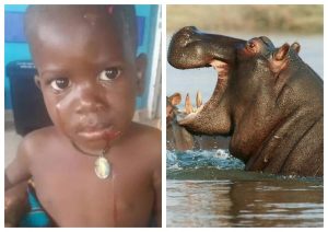 2-Year-Old Ugandan Boy Survives After Hippo Swallows Him Before Spitting Him Out
