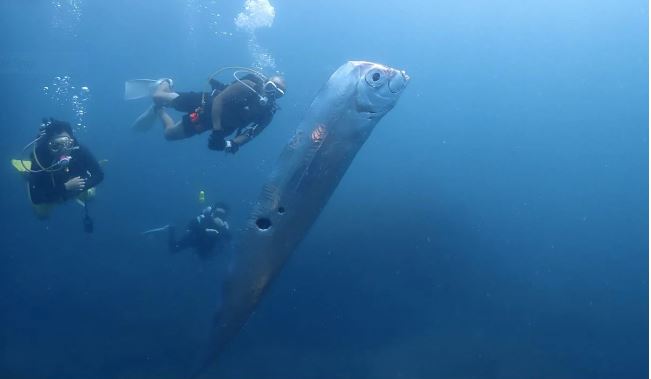Rare Gigantic "Doomsday" Fish with Mysterious Holes Spotted by Divers in Taiwan