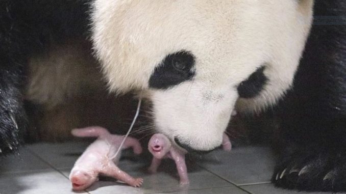 Giant Panda Gives Birth to Twin Cubs, a First in South Korea