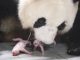 Giant Panda Gives Birth to Twin Cubs, a First in South Korea