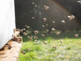5 Million Bees Accidentally Released on Canadian Highway Causes Chaos