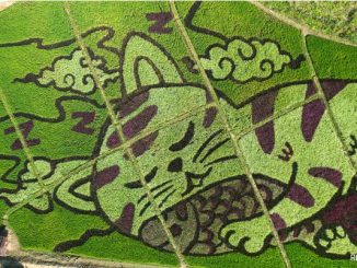 How Thai Farmer Transformed Rice Fields Into Cat-Themed Art to Attract Tourists