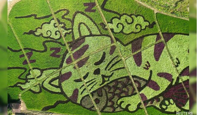 How Thai Farmer Transformed Rice Fields Into Cat-Themed Art to Attract Tourists