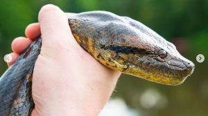 World's largest Snake Discovered in Amazon Rainforest Shocks Scientists